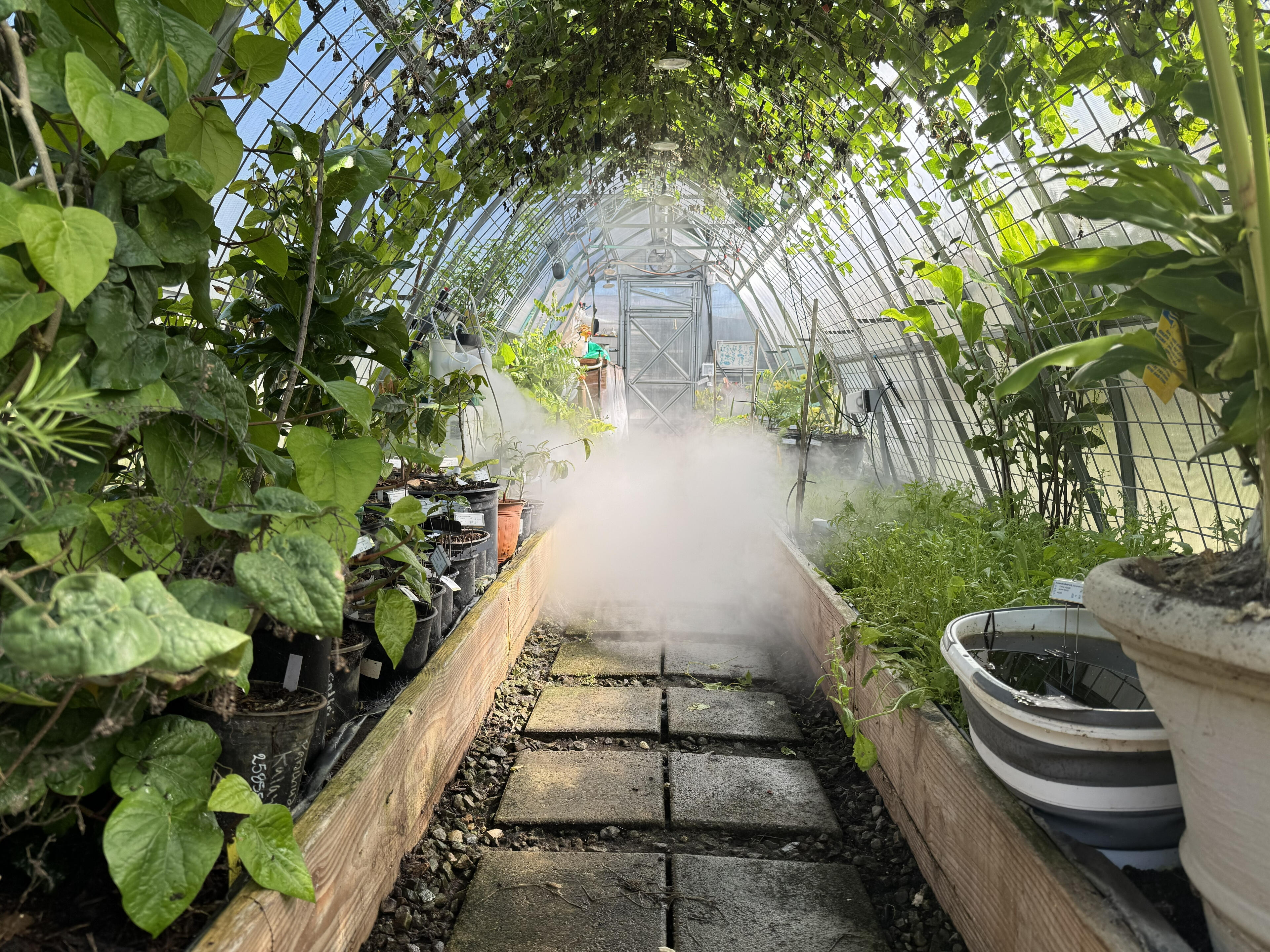 Lush plants growing inside the Regen Tropics greenhouse